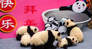 最萌“汤圆”给您拜年啦！
