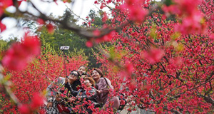 又是春花烂漫时