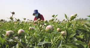 山东：大力发展芍药鲜切花产业