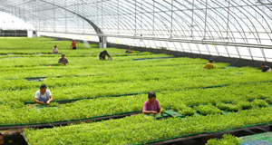 自动控温大棚里蔬菜育苗忙