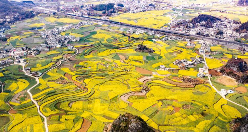 油菜花开春意浓
