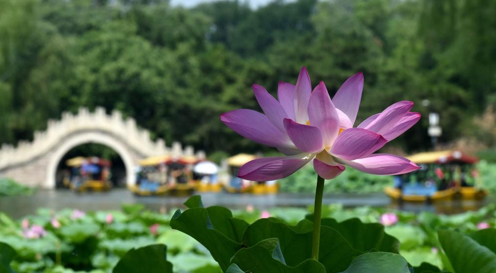 圆明园第二十九届荷花节开幕