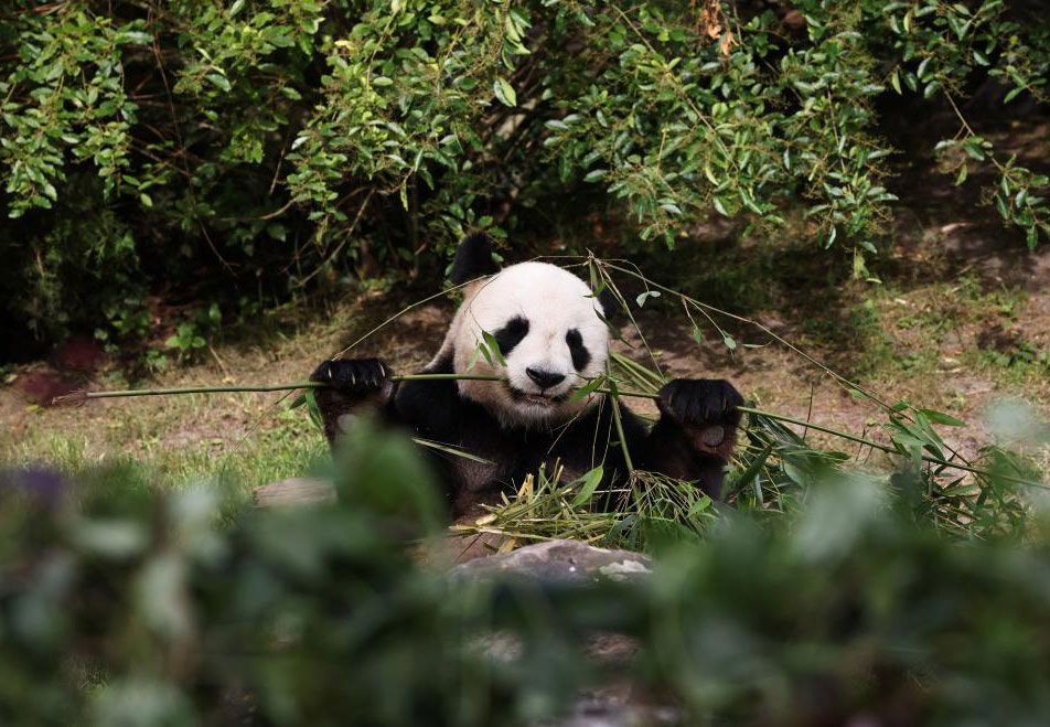 当中国"国宝"大熊猫遇上奥运火炬传递，会诞生怎样的画面？让旅居法国的大熊猫"圆仔"告诉你。
