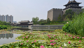 大同：护城河上花争艳进入盛夏，城墙带状公园的荷花和莲花进入盛花期。在大同东城墙的护城河水域，颜色各异的荷花、睡莲竞相开放。