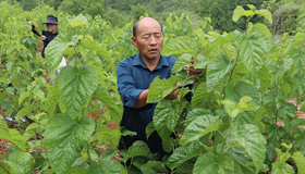 养蚕托起致富梦 循环经济奔富路7月9日，阳城县寺头乡安上村农民田新德和妻子田新纪，不断采摘桑叶、喂养蚕虫。他们经营着10亩优质桑园，蚕茧年收入达5万元。