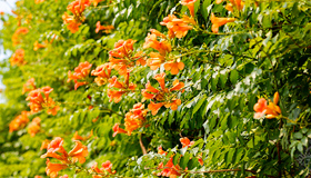 凌霄花开 惊艳盛夏7月11日，盛夏时节，山西省临汾市襄汾县古城镇盘道村的凌霄花迎夏绽放，花色艳丽，灿烂迷人，煞是好看。