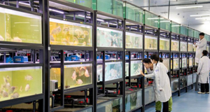 重庆科研团队发布罗非鱼新品种培育成果