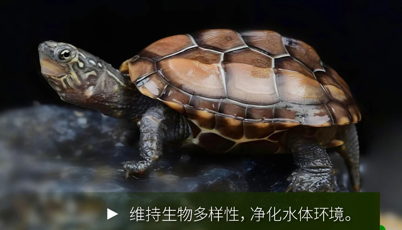 【海报】放生变“闯祸”？这些物种千万别乱放！