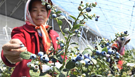 小小蓝莓果 致富金豆豆