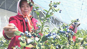 青岛扶持和发展蓝莓种植和加工