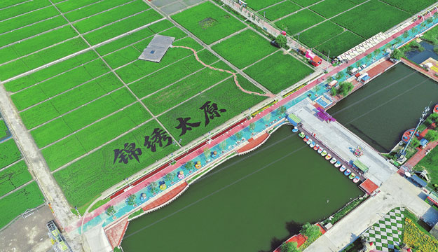 绿意稻田 满眼清新