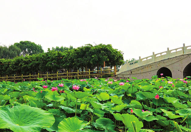碧叶连天、粉荷竞放的醉人景致，吸引众多游客前来赏荷打卡。