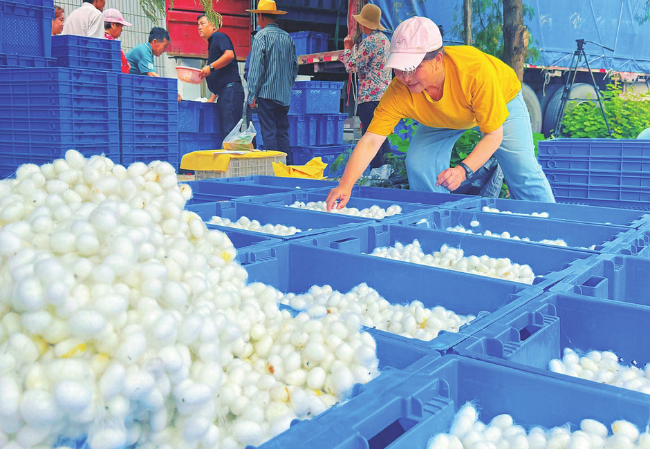 次营镇是我省最大的蚕桑养殖镇，桑园面积达9000余亩，年产茧43.7万公斤。