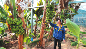 忻府区香蕉试种成功忻府区九原生态农业产业园呈现罕见景象：百余株香蕉挺拔生长，青绿蕉串沉甸甸挂满枝头。