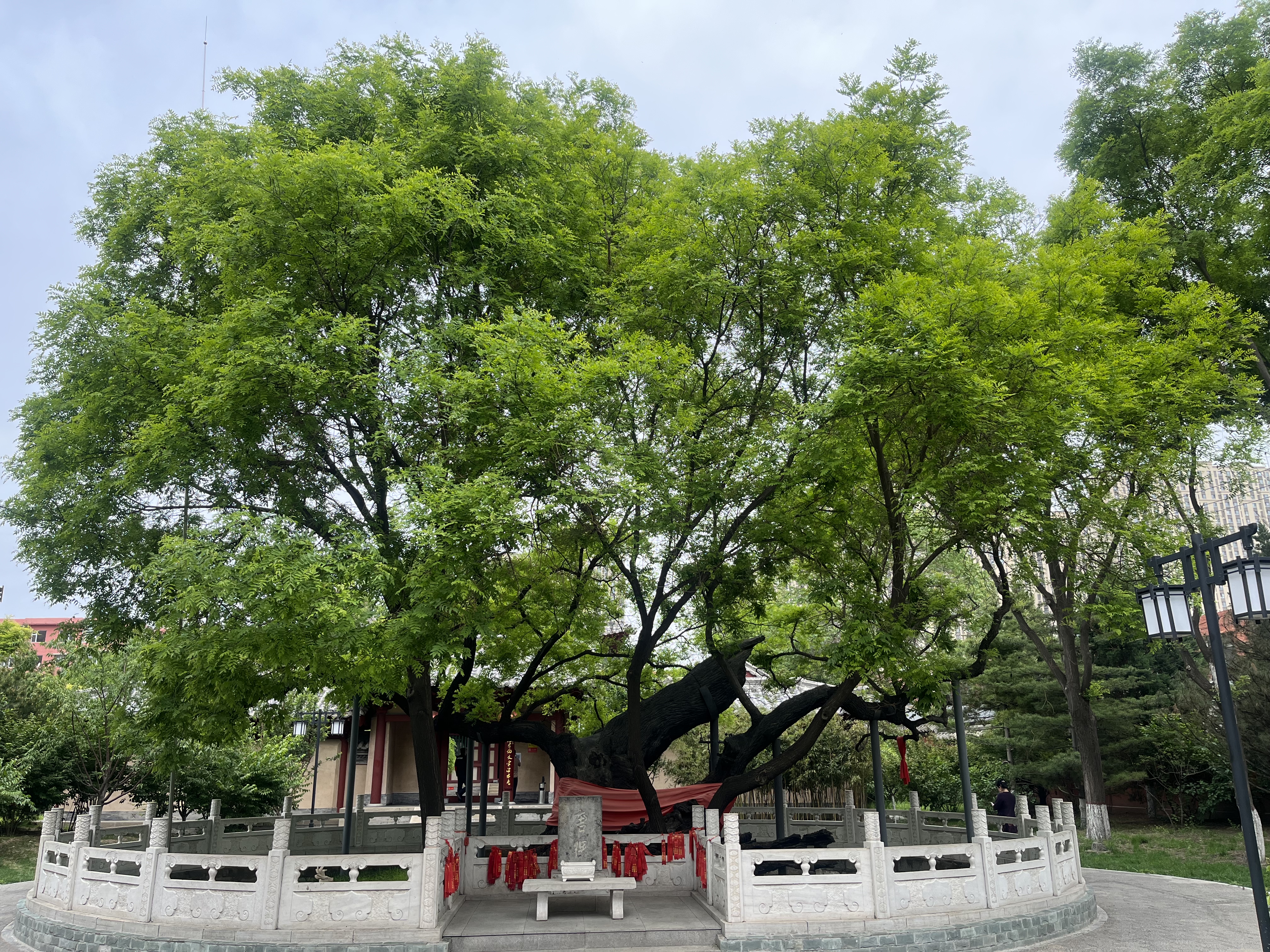 5.狄仁杰文化公园内狄母手植槐。一出地面就分为两大极，西北枝直径为140厘米，东南枝沿地面横伸，直径为120厘米。两个枝桠上各萌生出一个直径为43厘米的分枝，树冠东西14.8米，南北10米，树高8.6米。东南枝凹凸不平的树皮，沿地面横爬，梢端略翘起，酷像一条鲤鱼头。现枝繁叶茂，年年开花结籽。.jpg
