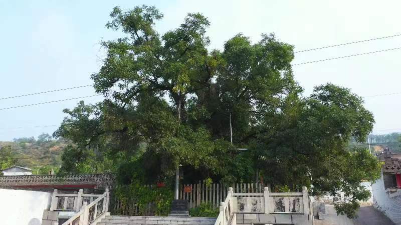 6.晋中灵石县南关镇西许村。周槐距今已有2868年的历史。今天的周槐，主干高8.5米，树身七八人尚难合抱，胸（地）径840 cm。树干虽已斑驳中空，树冠却依然郁郁葱葱，在抗日战争时期，可容纳七、八人在树洞中开会并存放重要文件。.jpg