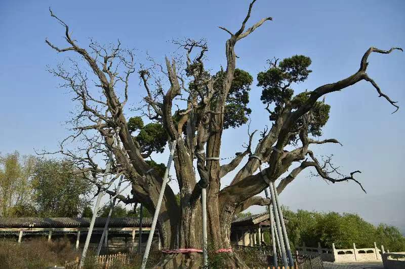 3.介休市绵山镇西欢村侧柏，为国家一级保护古树，树龄2650年。树高16米，主干高3米，腰周长12米，根部周长17米，分10个枝杈。.jpg