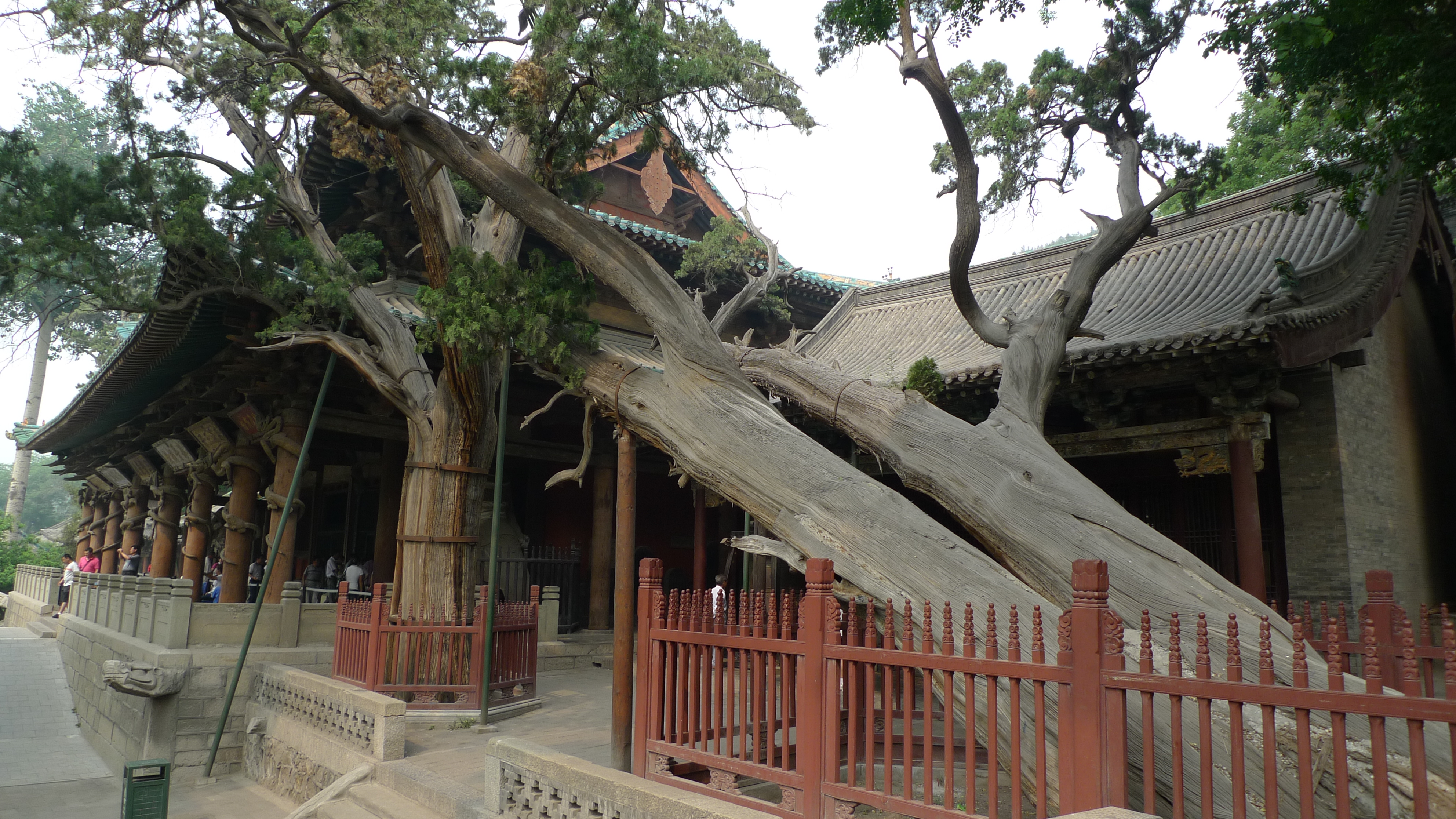 4.晋祠博物馆。周柏，俗称卧龙柏，又名齐年古柏，为晋祠三绝之一，生长于北宋代表建筑圣母殿北侧，高21.2米，胸围8.23米，胸径2.62米，平均冠幅14.4米，向南倾斜约45度，为西周所植。这棵3000岁的古柏树，承载着历史的记忆和见证着时代的更迭，也给人民留下了太多的神秘和传说。.jpg
