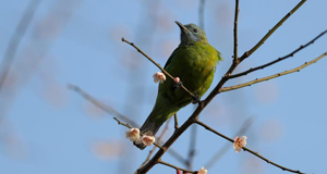 �R���[�s��