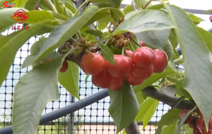 ���G��l�����q���G�L�l��