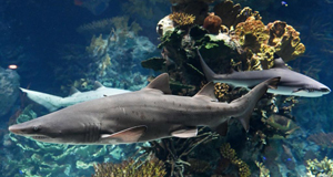 ��¯S�ť����\�c�ި���F���T���T