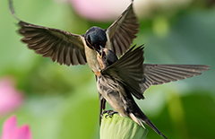 �s��s�D��&��ı�ӹϤ����]2025.07�^