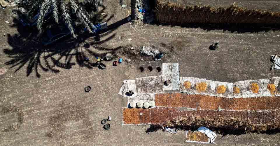 埃及：椰枣收获季